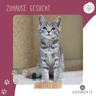 Kätzchen Cloe möchte eine Familienmitglied werden, EKH Jungtier - Katze