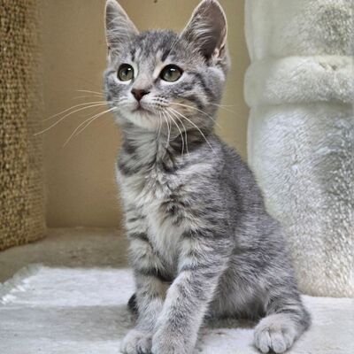Kätzchen Cloe möchte eine Familienmitglied werden, EKH Jungtier - Katze