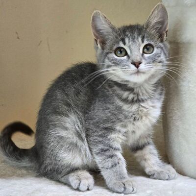 Kätzchen Cloe möchte eine Familienmitglied werden, EKH Jungtier - Katze