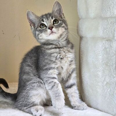 Kätzchen Cloe möchte eine Familienmitglied werden, EKH Jungtier - Katze