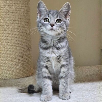 Kätzchen Cloe möchte eine Familienmitglied werden, EKH Jungtier - Katze