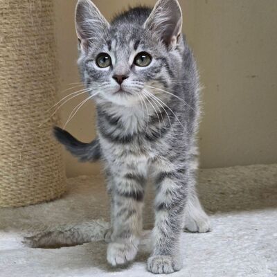 Kätzchen Cloe möchte eine Familienmitglied werden, EKH Jungtier - Katze