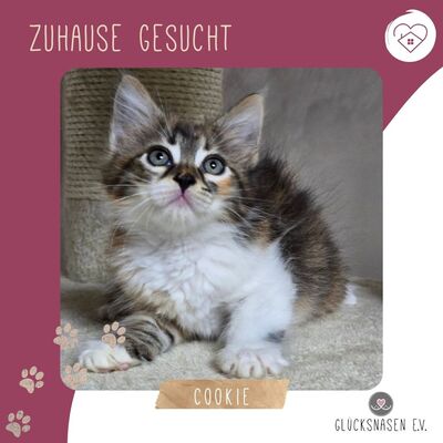 Kätzchen Cookie ist bereit für ihr Abenteuer, EKH Jungtier - Katze