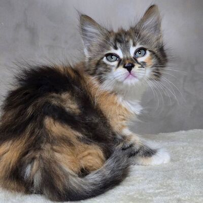 Kätzchen Cookie ist bereit für ihr Abenteuer, EKH Jungtier - Katze