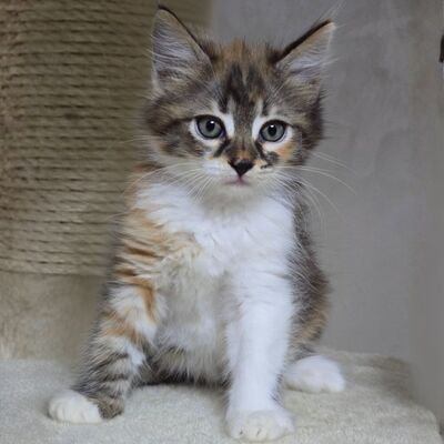Kätzchen Cookie ist bereit für ihr Abenteuer, EKH Jungtier - Katze