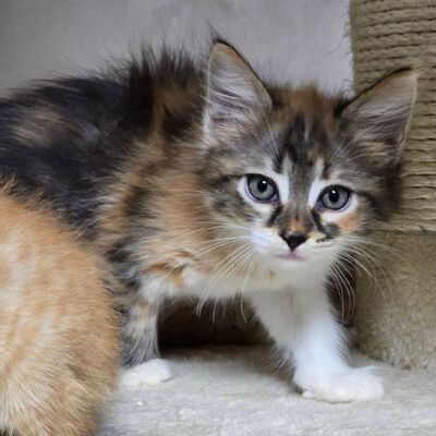 Kätzchen Cookie ist bereit für ihr Abenteuer, EKH Jungtier - Katze