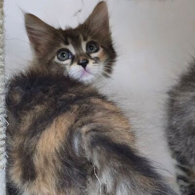 Kätzchen Cookie ist bereit für ihr Abenteuer, EKH Jungtier - Katze