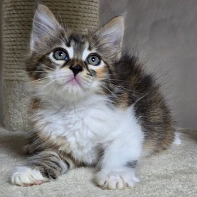 Kätzchen Cookie ist bereit für ihr Abenteuer, EKH Jungtier - Katze