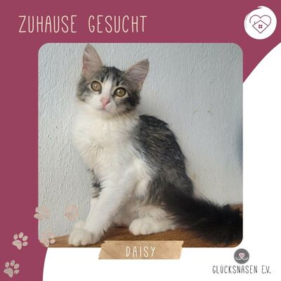 Kätzchen Daisy ist bereit für ihr Abenteuer, EKH Jungtier - Katze