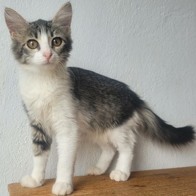 Kätzchen Daisy ist bereit für ihr Abenteuer, EKH Jungtier - Katze