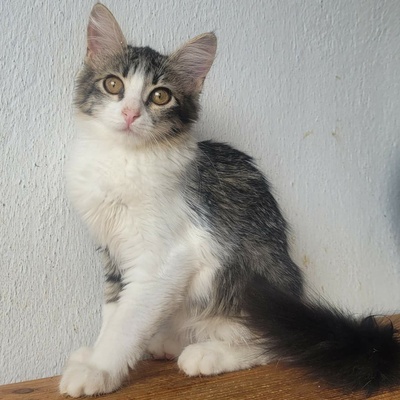 Kätzchen Daisy ist bereit für ihr Abenteuer, EKH Jungtier - Katze