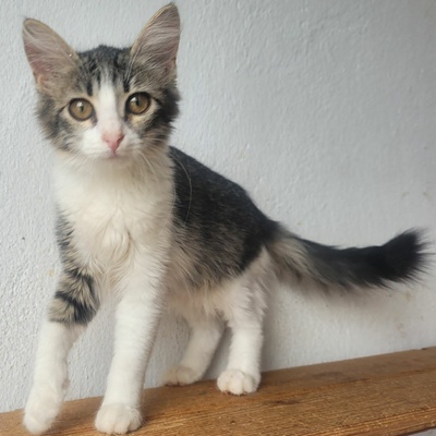 Kätzchen Daisy ist bereit für ihr Abenteuer, EKH Jungtier - Katze