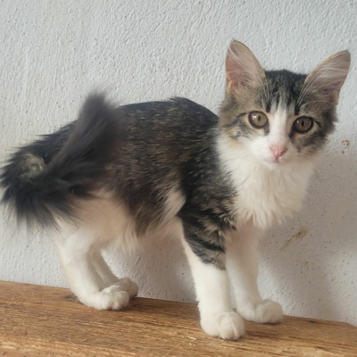 Kätzchen Daisy ist bereit für ihr Abenteuer, EKH Jungtier - Katze