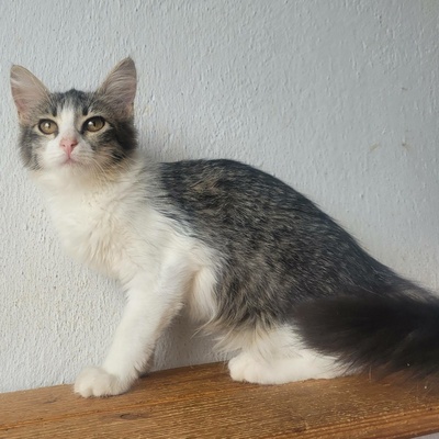 Kätzchen Daisy ist bereit für ihr Abenteuer, EKH Jungtier - Katze
