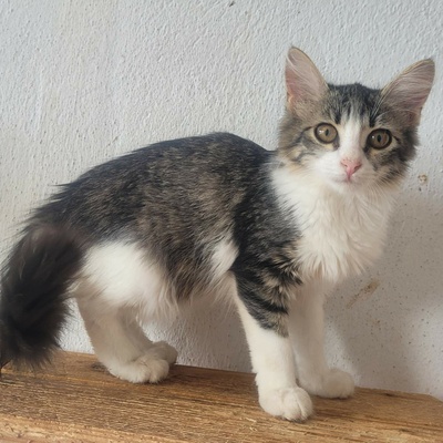 Kätzchen Daisy ist bereit für ihr Abenteuer, EKH Jungtier - Katze