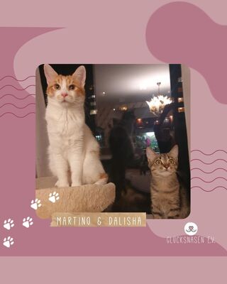 Kätzchen Dalisha und Martino möchten gern reisen