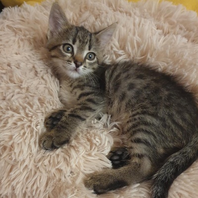 Kätzchen Dalisha und Martino möchten gern reisen, EKH Jungtier - Katze