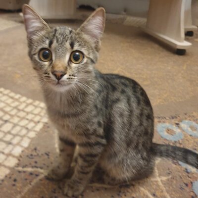 Kätzchen Dalisha und Martino möchten gern reisen, EKH Jungtier - Katze