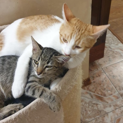 Kätzchen Dalisha und Martino möchten gern reisen, EKH Jungtier - Katze