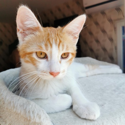 Kätzchen Dalisha und Martino möchten gern reisen, EKH Jungtier - Katze