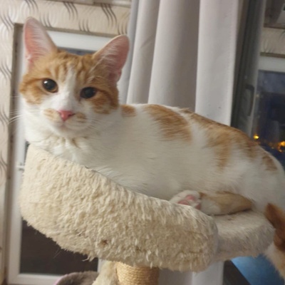 Kätzchen Dalisha und Martino möchten gern reisen, EKH Jungtier - Katze