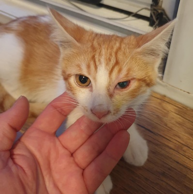 Kätzchen Dalisha und Martino möchten gern reisen, EKH Jungtier - Katze