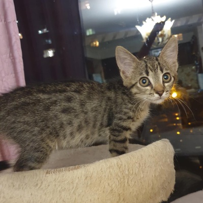 Kätzchen Dalisha und Martino möchten gern reisen, EKH Jungtier - Katze