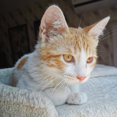 Kätzchen Dalisha und Martino möchten gern reisen, EKH Jungtier - Katze