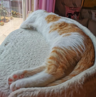 Kätzchen Dalisha und Martino möchten gern reisen, EKH Jungtier - Katze