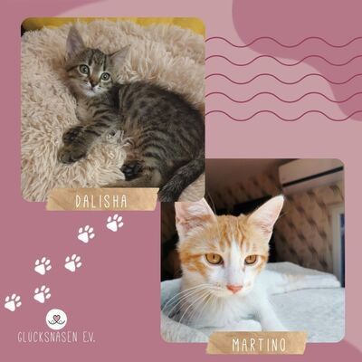 Kätzchen Dalisha und Martino möchten reisen, EKH Jungtier - Katze