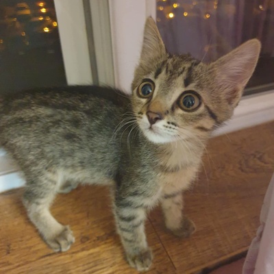 Kätzchen Dalisha und Martino möchten reisen, EKH Jungtier - Katze