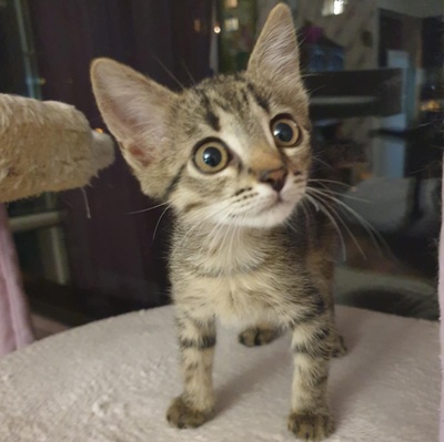Kätzchen Dalisha und Martino möchten reisen, EKH Jungtier - Katze