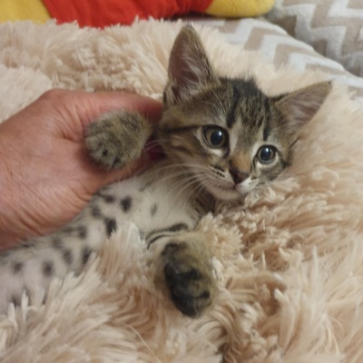 Kätzchen Dalisha und Martino möchten reisen, EKH Jungtier - Katze