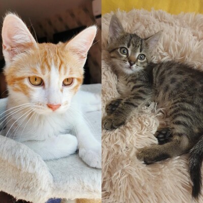 Kätzchen Dalisha und Martino möchten reisen, EKH Jungtier - Katze