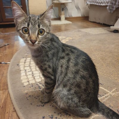 Kätzchen Dalisha und Martino suchen Dich, EKH Jungtier - Katze