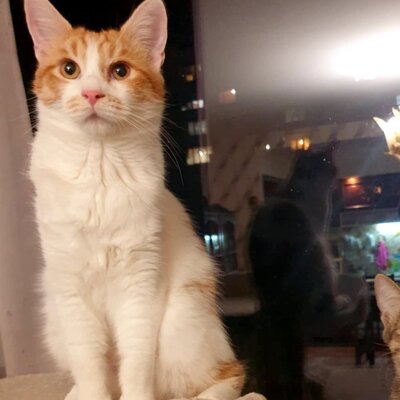 Kätzchen Dalisha und Martino suchen Dich, EKH Jungtier - Katze