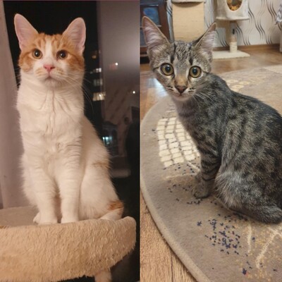 Kätzchen Dalisha und Martino suchen Dich, EKH Jungtier - Katze