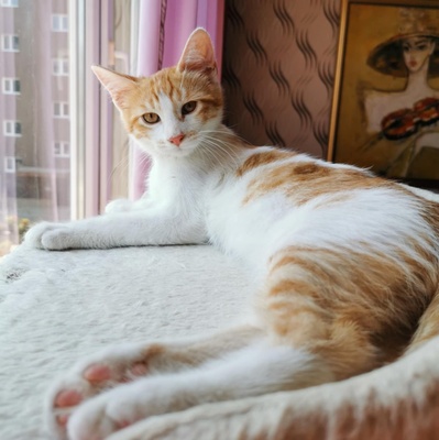 Kätzchen Dalisha und Martino suchen Dich, EKH Jungtier - Katze