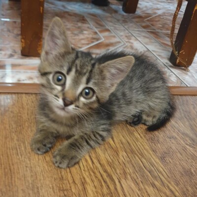 Kätzchen Dalisha und Martino suchen Dich, EKH Jungtier - Katze