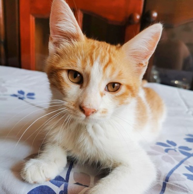 Kätzchen Dalisha und Martino suchen Dich, EKH Jungtier - Katze