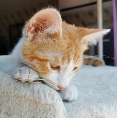 Kätzchen Dalisha und Martino suchen Dich, EKH Jungtier - Katze