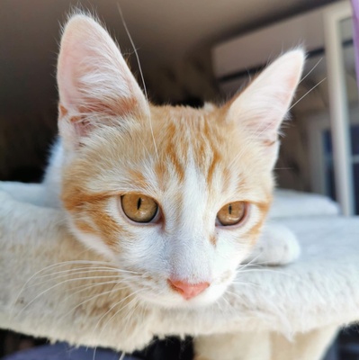 Kätzchen Dalisha und Martino suchen Dich, EKH Jungtier - Katze