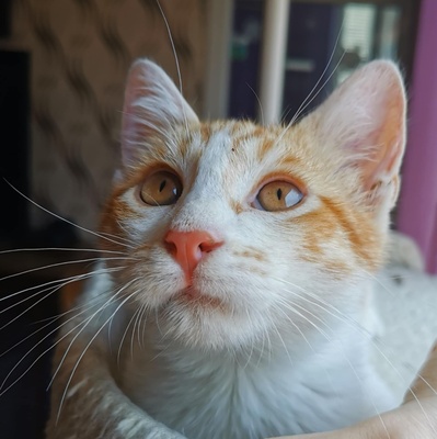 Kätzchen Dalisha und Martino suchen Dich, EKH Jungtier - Katze