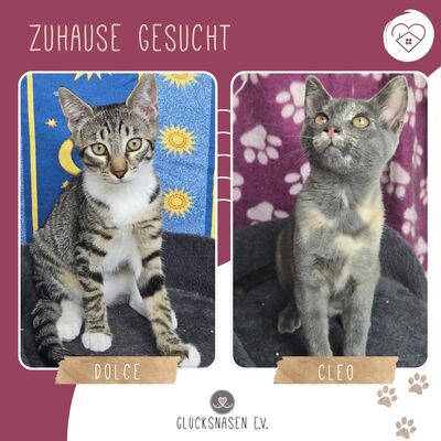 Kätzchen Dolce und Cleo finden Menschen toll, EKH Jungtier - Katze
