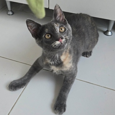 Kätzchen Dolce und Cleo finden Menschen toll, EKH Jungtier - Katze