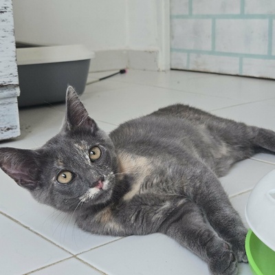 Kätzchen Dolce und Cleo finden Menschen toll, EKH Jungtier - Katze