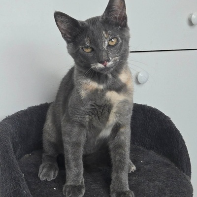 Kätzchen Dolce und Cleo finden Menschen toll, EKH Jungtier - Katze