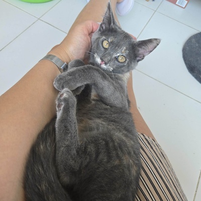 Kätzchen Dolce und Cleo finden Menschen toll, EKH Jungtier - Katze
