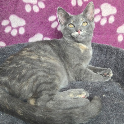 Kätzchen Dolce und Cleo finden Menschen toll, EKH Jungtier - Katze