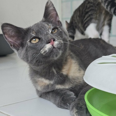 Kätzchen Dolce und Cleo finden Menschen toll, EKH Jungtier - Katze